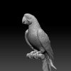 img-product-parrot-perched-on-branch-3d-model
